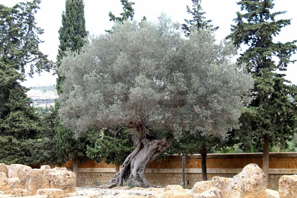 Casa Vistosa Agrigento Διαμέρισμα Εξωτερικό φωτογραφία